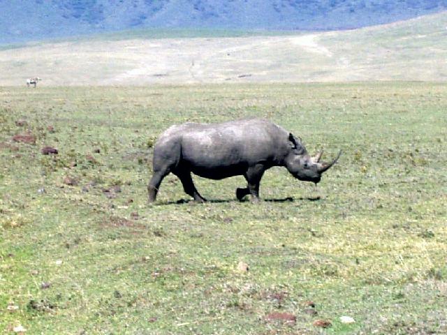 Een neushoorn in de Ngorongoro
