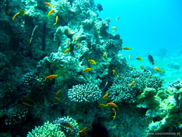 Het koraal in de baai van Aqaba
