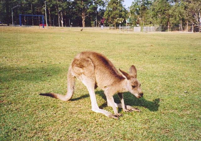Een kangaroe